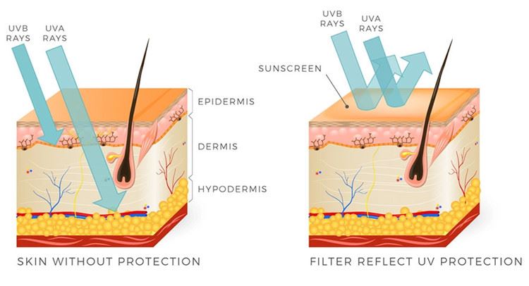UV Rays Penetrate Skin