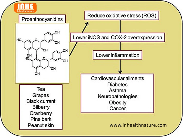 Oligomeric Proanthocyanidins Function on Human Body and its Chemical Structure Oligomeric Proanthocyanidins Function on Human Body and its Chemical Structure