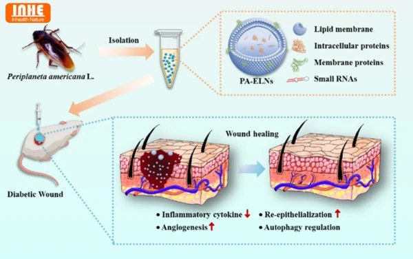 How Does Periplaneta Americana Powder Promote Wound Healing How Does Periplaneta Americana Powder Promote Wound Healing