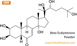 Jista 'Beta Ecdysterone Trab Itejjeb il-Massa tal-Muskoli?
