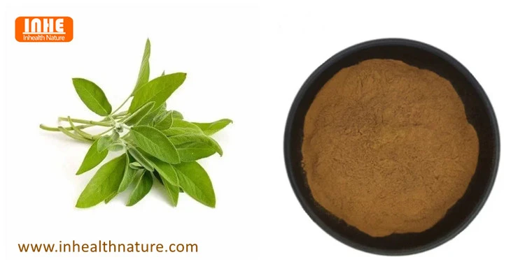 Sage Leaf and Its Extract Powder Sage Leaf and Its Extract Powder